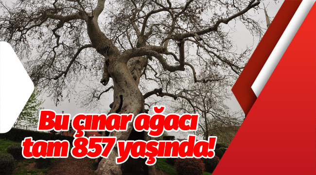 Bu ağaç tam 857 yaşında!