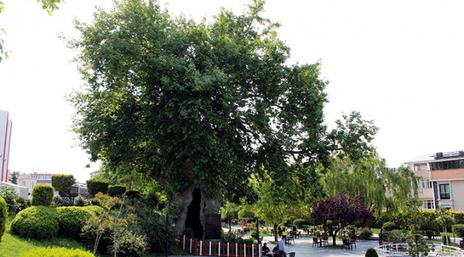 Darıca'da bulunan 850 yaşındaki çınar ağacı zamana meydan okuyor!