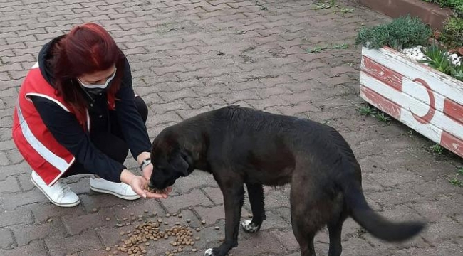 Kızılay Darıca, sokak hayvanlarını unutmadı