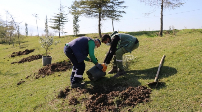 Yeşil alanlara 15 yılda 100 Bin zeytin fidanı