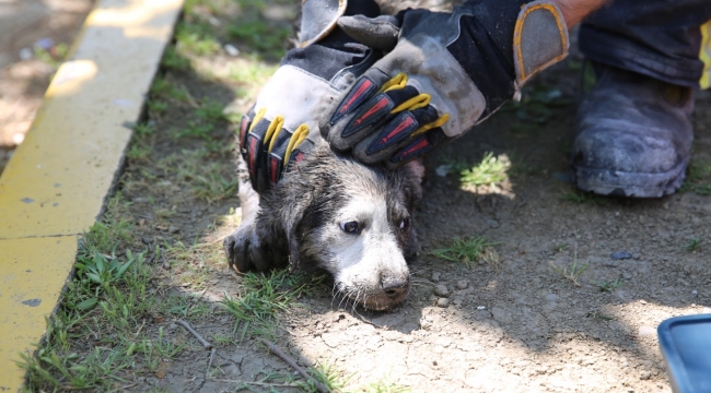 Anne köpek yavruları için seferber oldu, itfaiye minik köpekleri kurtardı!