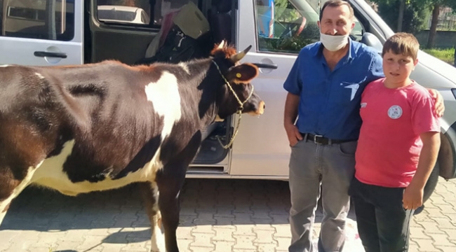 Polisin durdurduğu araçtan, çalınan gebe inek çıktı