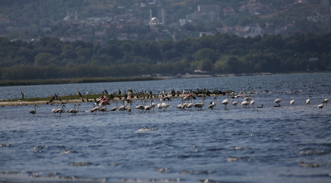 İzmit Körfezi'nde flamingolardan görsel şölen