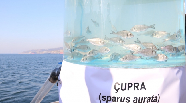 Büyükşehir'den Körfez'e 6 bin balık daha