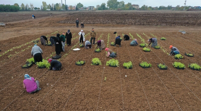 Büyükşehir'den TABİP'te Hasat ve Dikim Şenliği