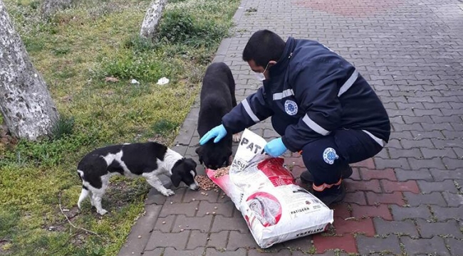 Darıca Belediyesi mama satın alacak!