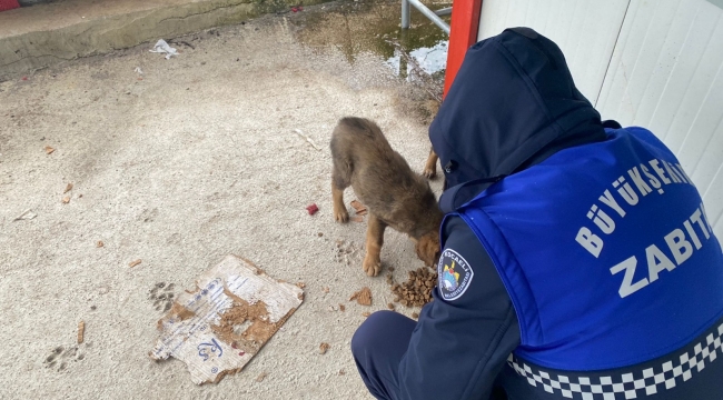  Zabıta patili dostlarımızı da unutmadı