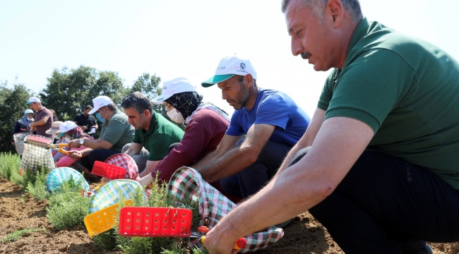 Kooperatif ve birliklere yüzde 75 hibe desteği