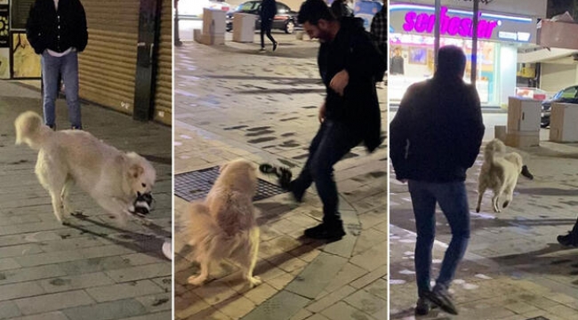 Teravih namazına gelen kişinin ayakkabısını kapıp kaçan köpek gülümsetti