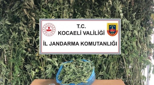  4 kilo 825 gram esrar, 87 kök kenevir ele geçirildi