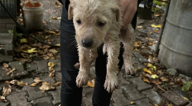 Dereye düşen yavru köpeği Büyükşehir İtfaiyesi kurtardı