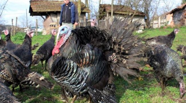 Kandıra'da yetişen hindiler alıcılarını bekliyor