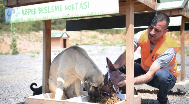 Çayırova'da sokak hayvanlarına 12 ton mama dağıtıldı