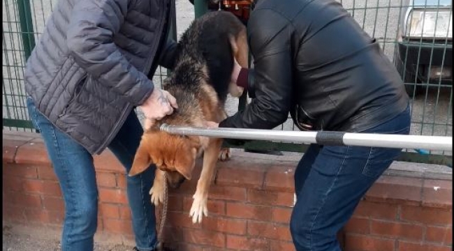 Demir çitlere sıkışan köpeği itfaiye kurtardı