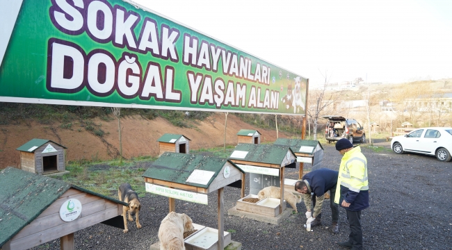 Sevimli dostların tedavileri yapıldı, mama dağıtıldı