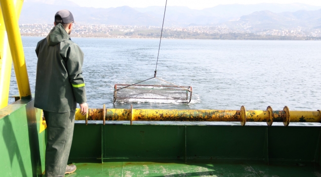 İzmit Körfezi'nde deniz yaşamı kayıt altında