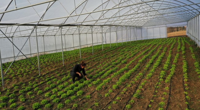 Büyükşehir'in kurduğu modern seralardaki verim üreticiyi sevindirdi