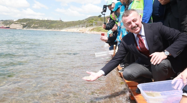 Tavşancıl sahilinden 6 bin yavru balık İzmit Körfezi'ne salındı