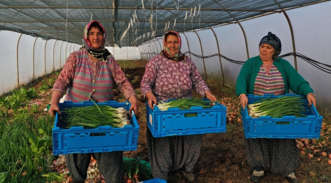 Büyükşehir'den kooperatiflere yüzde 75 hibeli tarım desteği