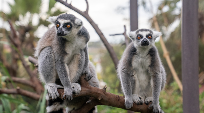 Darıca Faruk Yalçın Hayvanat Bahçesi'nde lemur besleme etkinliği