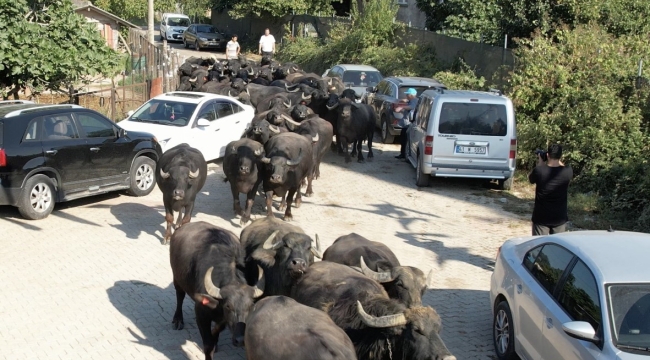 Büyükşehir'den üreticilere damızlık manda boğası desteği