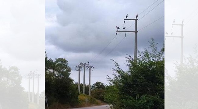 Göç eden leylekler akıma kapılmasın diye elektrikler kesildi