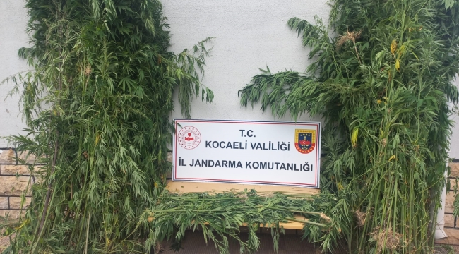 Jandarmadan Kocaeli'de uyuşturucu operasyonu