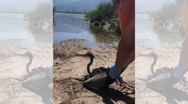 Kocaeli'de tedavisi tamamlanan kuşlar doğaya salındı