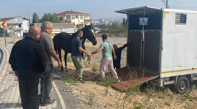 Çayırova Zabıtası başıboş atı yakalayıp Tekirdağ'a sahibine gönderdi