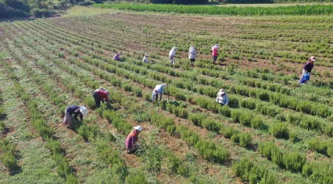 Tıbbi ve aromatik bitkilerin hasadı başladı