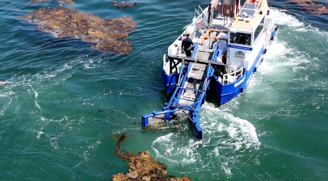 Büyükşehir, deniz ekosistemini koruyor