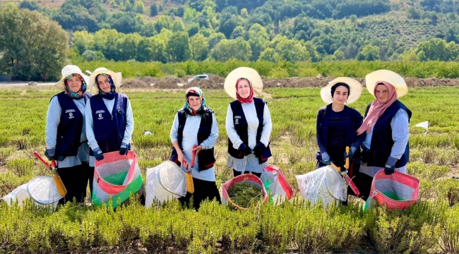 Kocaeli'de biberiye hasadı başladı  