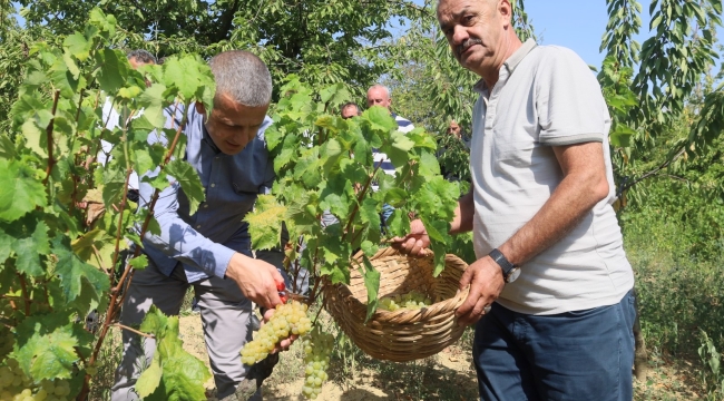 Lezzetiyle meşhur üzümlerin hasadına başlandı