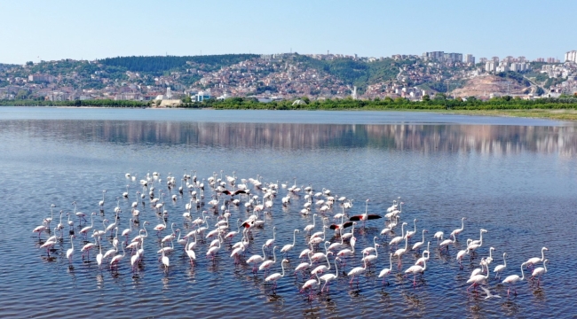 İzmit Körfezi'nin flamingoları geldi