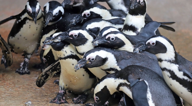 Darıca FYZoo'da Afrika Pengueni Farkındalık Günü!