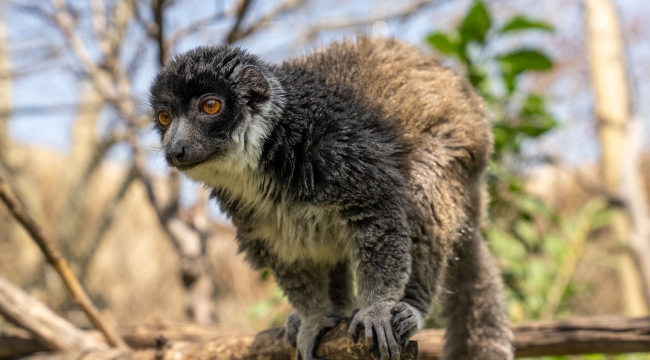 FYZoo, Dünya Lemur Günü'nde Lemurların Korunmasına Dikkat Çekiyor!