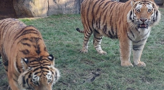 Bakü Zooloji Parkı'ndan İstanbul Aslan Park'a