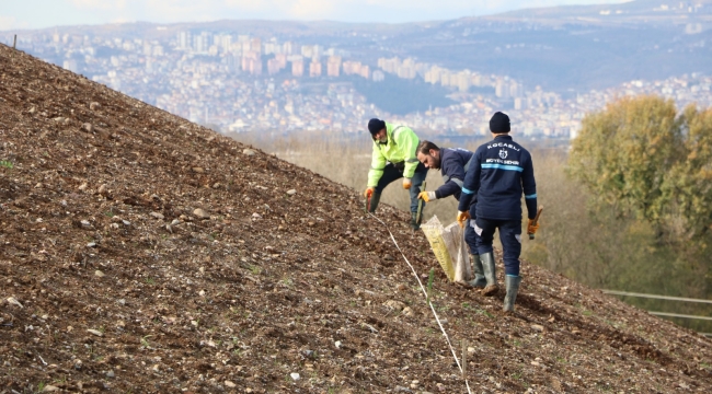 Kocaeli'de 4 bin ağaç toprakla buluşturuluyor