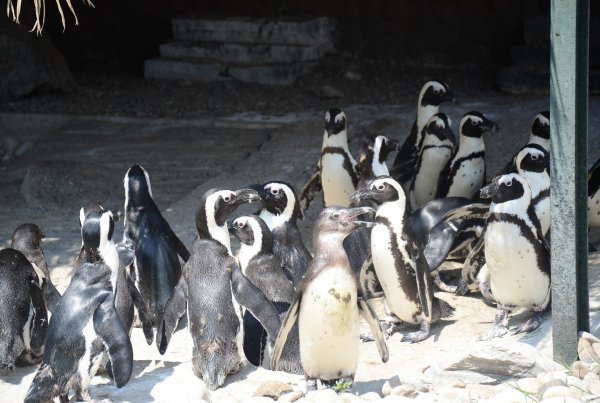 Afrika penguenleri ziyaretçilerin ilgi odağı oldu