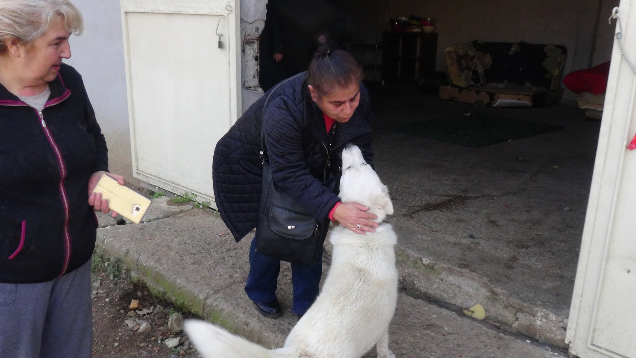 Sokak köpeklerini toplayarak beslemesi nedeniyle ceza kesildi