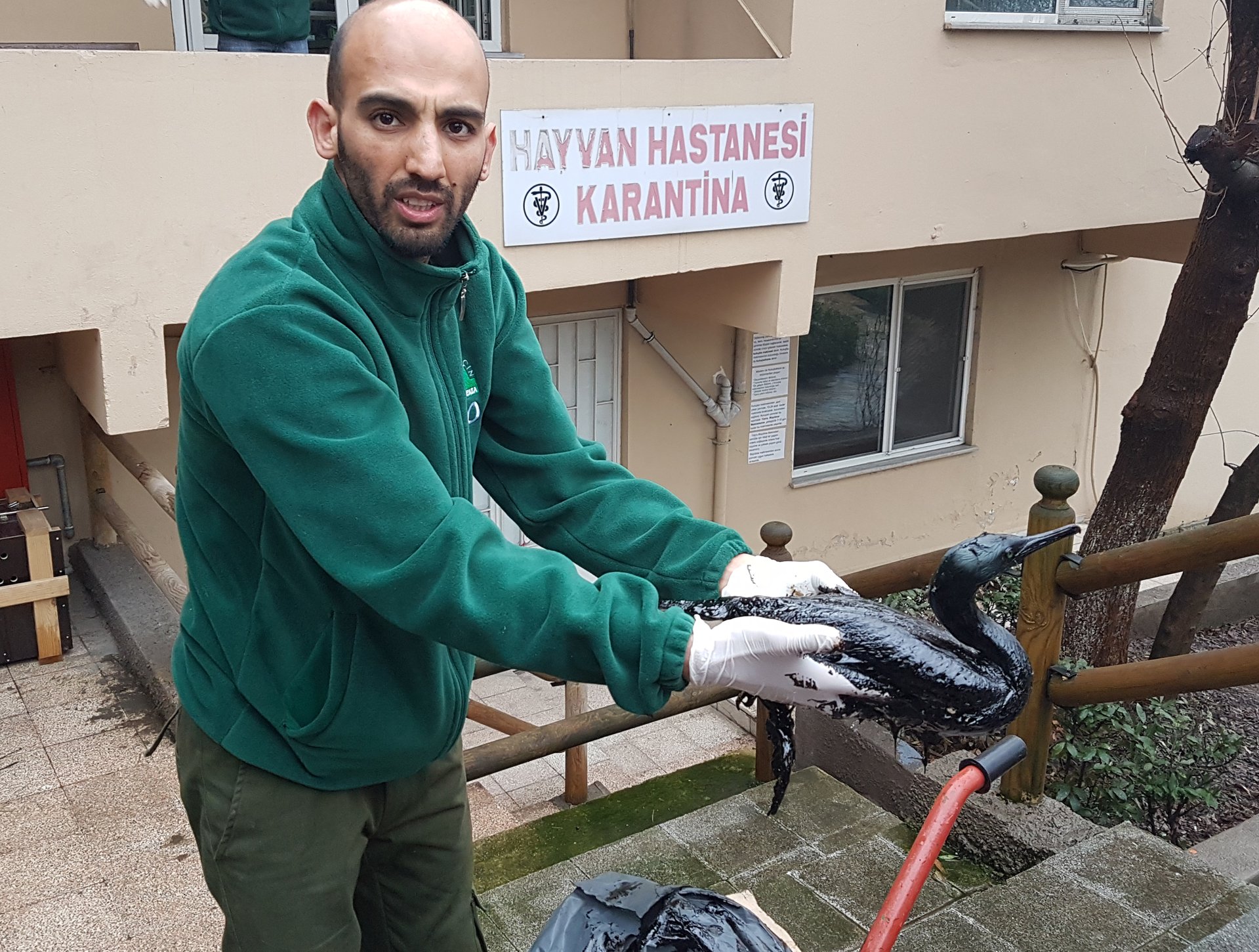 Karabataklar tedavi için Darıca'ya getirildi