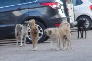 Piri Reis'te köpek korkusu var