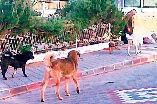 Köpekler herkese saldırıyor!